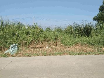 ที่ดินเปล่า หน้า หมู่บ้าน พฤกษา 16 บางใหญ่