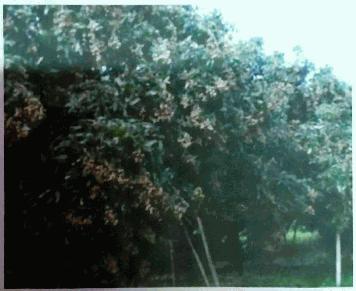 ขายที่ดิน บรรยากาศดี ใกล้หน่วยงานราชการ