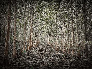 ขายที่ดิน 18 ไร่ พร้อมสวนไม้สัก และไม้พยุง อ.ทองผาภูมิ จ.กาญจนบุรี