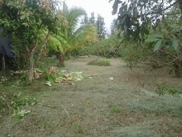 ขายที่สวน เพียง 1.3 ล้าน เนื้อที่ 200 ตรว. #เมืองเล็น #สันทราย