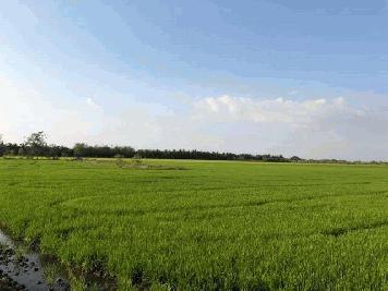 ที่นาแปลงเล็กแบ่งขายแถวลาดหลุมแก้วปทุมธานี ราคาคุยกันได้  ลาดหลุมแก้ว ปทุม การเกษตรดินดีวิวสวย บ่อเงินปุทม ใกล้แหล่งน้ำเหมาะทำเกษตร  ใกล้ชุมชน 5ไร่  อำเภอลาดหลุมแก้ว ปทุมธานี ลาดหลุมแก้วไร่ละ 1ลบ. โทร 083-7124115
