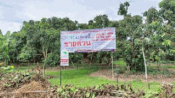 ขายที่ดิน+สวนลำไย 7-0-24 ไร่ แปลงใหญ่สวย วิวดอยหลวงเชียงดาว หน้ากว้าง 151 ม. ลึก 79 ม. ติดถนนคอนกรีต เดินทางเข้าออกสะดวก