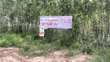 ขายที่ดินพร้อมสวนป่ายูคาลิปตัส 20-0-18 ไร่ (2แปลงติดกัน) หน้ากว้าง 117 เมตร ลึก 290 เมตร ติดถนนสาธารณะ ต้นยูคาลิปตัส อายุ 3 ปี