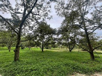 ขายสวนทุเรียนมะยุงชิดพร้อมสิ่งปลูกสร้าง ติดถนนลาดยาง โฉนดครุฑแดง (เจ้าของขายเอง)