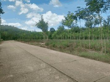 ขายสวนยางติดถนนคอนกรีตยาวมาก 9ไร่ เขตบ้านนา อ.แกลง จ.ระยอง