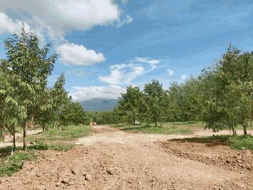 ขายสวนทุเรียนต้นสวยสมบูรณ์8ไร่วิวเขา ต.บ้าน อ.แกลง จ.ระยอง