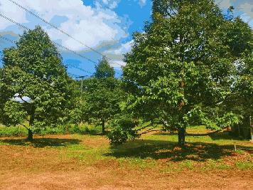 ขายสวนทุเรียนให้ผลผลิตเต็มที่ติดถนนสุขุมวิท 18 ไร่เขตซากโดน อ.แกลง จ.ระยอง
