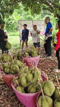 ขายด่วน!! ที่ดินสวยทำเลดี เหมาะปลูกบ้านสวน ขุนทะเลซ.8 อ.เมือง เนื้อที่ 3 ไร่ สาธารณูปโภคพร้อม