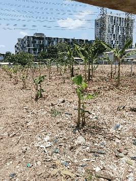 ขายที่ดินทำเลทอง บนถนนแจ้งวัฒนะ 