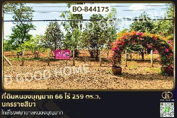 BO-844175 ที่ดินหนองบุญมาก 66 ไร่ 259 ตร.ว. นครราชสีมา ใกล้โรงพยาบาลหนองบุญมาก