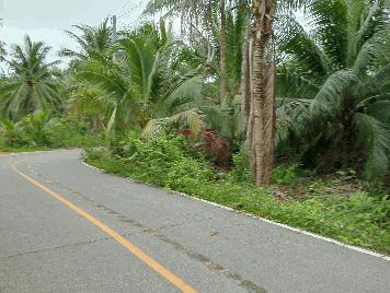 ขายที่ดินทำเลดี ตำบลท่าคา อ.อัมพวา  จ.สมุทรสงคราม