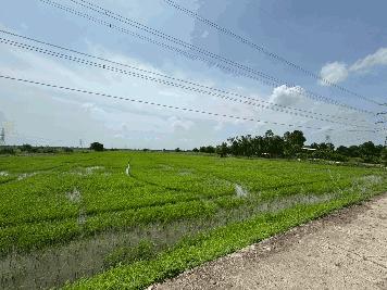 ขายที่ดิน เนื้อที่ 100 ไร่เศษ อ.วังน้อย จังหวัดพระนครศรีอยุธยา