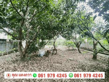 ขาย ที่ดิน 200 ตารางวา ใกล้หมู่บ้าน ชลลดา วัดลาดปลาดุก