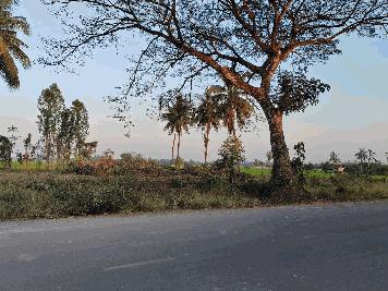 ขายที่ดินหน้ากว้าง รูปทรงชายธง ทำเลดีมาก – ต.ย่านยาว อ.เมือง จ.พิจิตร 