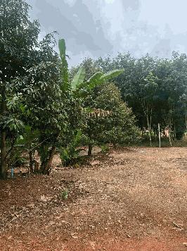 ขายสวนทุเรียน ทำเลทอง ติดถนน อำเภอวังจันทร์ จังหวัดระยอง