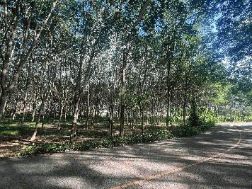 ขายที่ดินยกแปลง (2แปลงติดกัน) ติดถนนใหญ่ ทำเลดี อำเภอคลองหอยโข่ง จังหวัดสงขลา