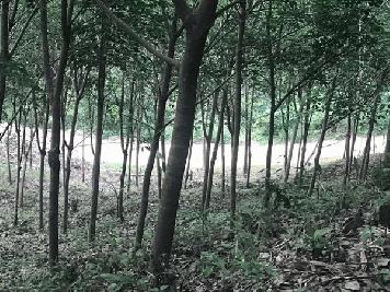 ขายด่วนที่ดิน วิวทะเล ทำเลสวย บรรยากาศดี เขาหลัก จังหวัดพังงา 