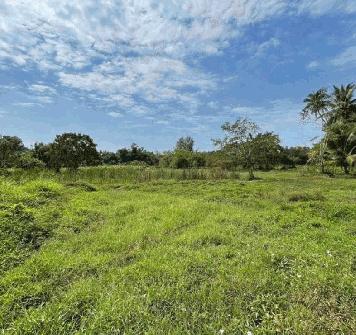 ขายด่วนที่ดินเปล่า แปลงใหญ่ ทำเลดี ลิปาน้อย สุราษฎร์ธานี 