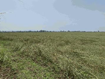ขายที่ดินนา เพชรบูรณ์ อำเภอหนองไผ่ ผู้เช่าพร้อม ทำเลน่าลงทุน
