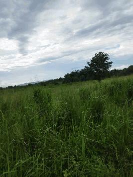 ขายที่ดิน ลดราคา 2 ไร่ สวย ที่ไทรโยค กาญจนบุรี เหมาะกับคนรักความสงบ พักผ่อน ทำสวน โทรคุยเลย 0810117012