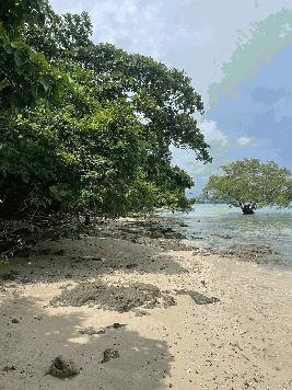 ขายที่ดินเปล่า 35 ไร่ ทำเลดี ติดหาด เกาะโหลน อำเภอเมือง จังหวัดภูเก็ต